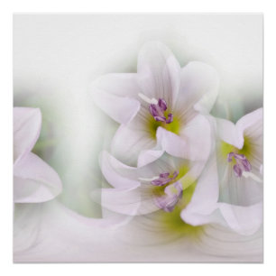 Poster danse de fleurs