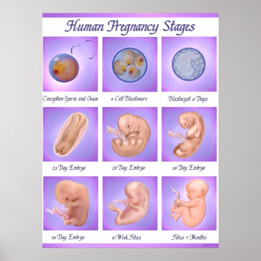 Poster Danse De La Vie Art De La Grossesse (Devant)