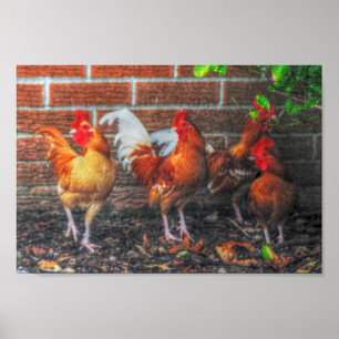 Poster Danse du poulet