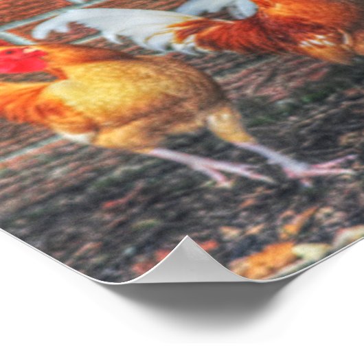 Poster Danse du poulet (Coin)