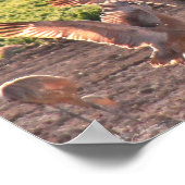 Poster Danse Sandhills Granes (Coin)