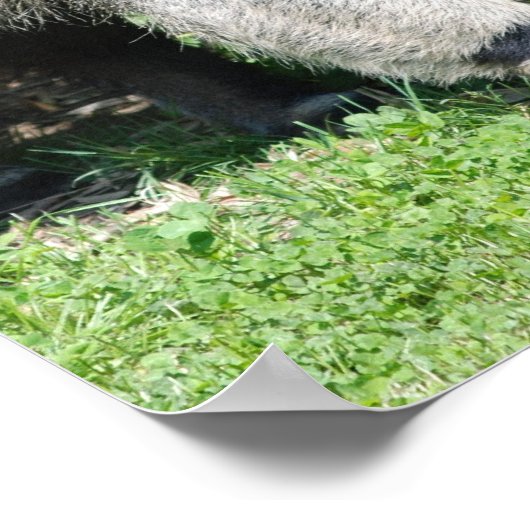 Poster d'Anteater géant (Coin)