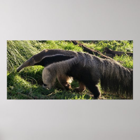 Poster d'Anteater géant Imprimer (Devant)