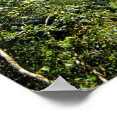 Poster Danum Valley Borneo Forêt Rainforest Jungle Scène (Coin)