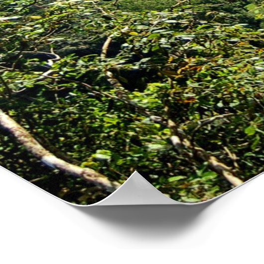 Poster Danum Valley Borneo Forêt Rainforest Jungle Scène (Coin)