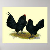 Poster D'Anvers Black Bantams (Devant)