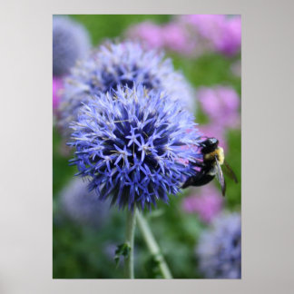 Poster d'apiculture