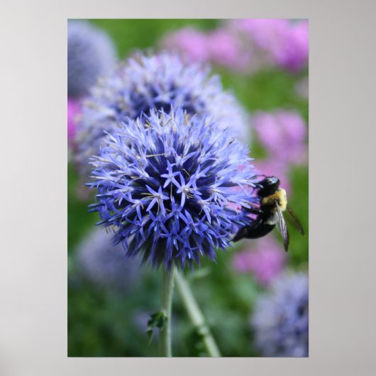 Poster d'apiculture (Devant)