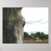 Poster Dapple Grey Draft Horse Eye (Devant)