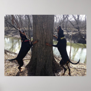 Poster d'arbre Coon Hounds