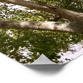 Poster d'arbre de florida à grandes courbes (Coin)