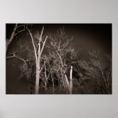 Poster Dark Forest – Haunting Black and White Tree Art (Devant)