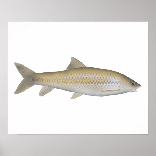 Poster Dark Mahseer (Devant)