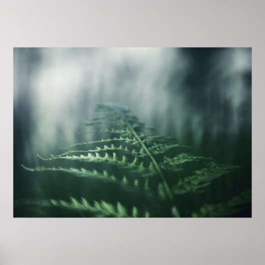 Poster Dark Moody Fern photo nature (Devant)