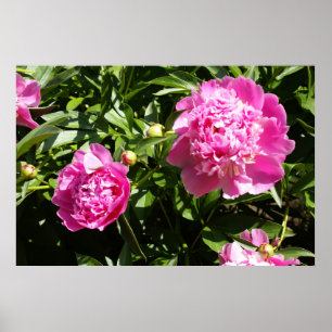 Poster Dark rose peonies