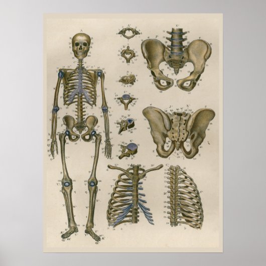Poster d'art anatomique Squelette Vintage Pelvis 1 (Devant)