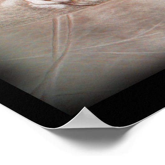 Poster d'art Antelope (Coin)