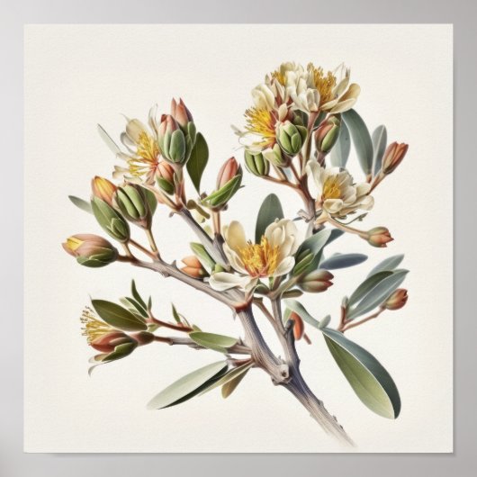 Poster d'art blanc Fleurs de Jojoba (Devant)
