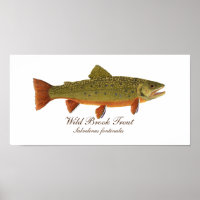 Poster d'art Brook Trout