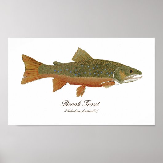 Poster d'art Brook Trout (Devant)