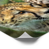 Poster d'art Cheetah Moods/Imprimer (Coin)