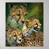Poster d'art Cheetah Moods/Imprimer (Devant)