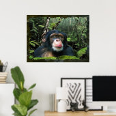 Poster d'art Chimpanzé "RAINFOREST DREAMS II" (Bureau à domicile)