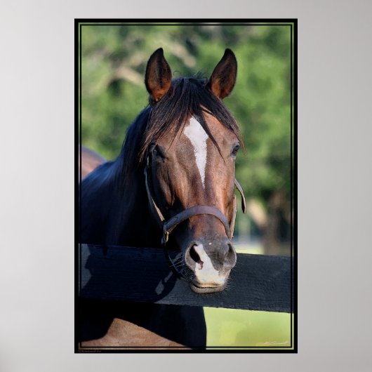 Poster d'art convivial pour les chevaux -40x60-cli (Devant)