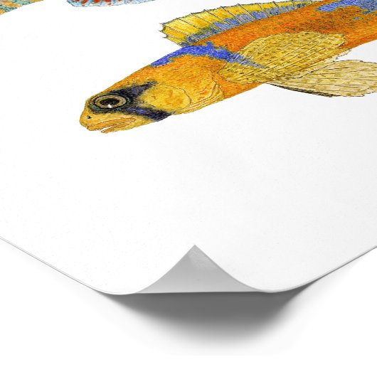 Poster d'art Darter en eau douce (Coin)