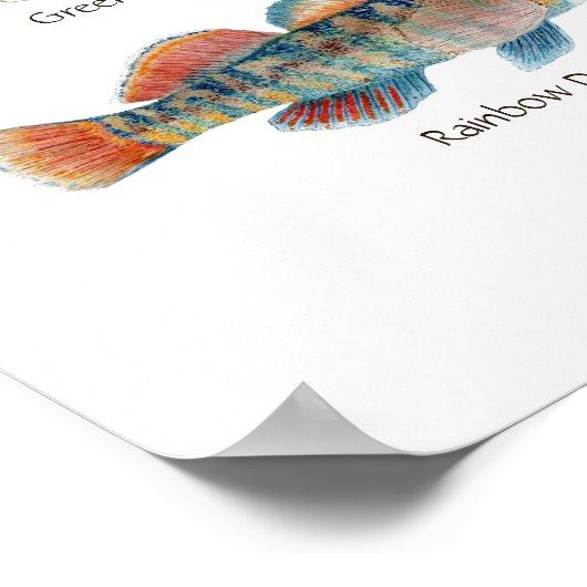 Poster d'art Darter en eau douce (Coin)