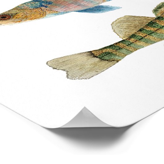 Poster d'art Darters d'eau douce (Coin)