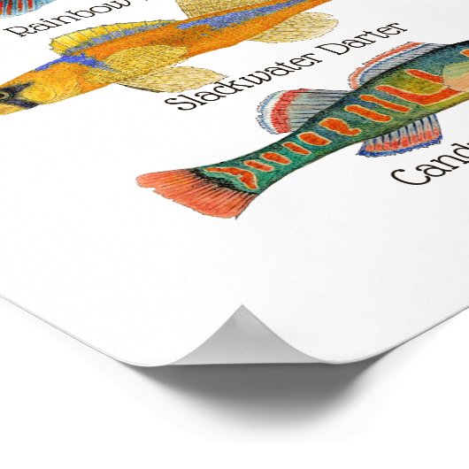 Poster d'art Darters d'eau douce (Coin)