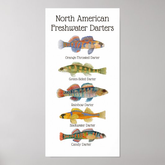 Poster d'art Darters d'eau douce (Devant)