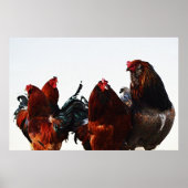 Poster d'art de la coq de poulet de Gang (Devant)