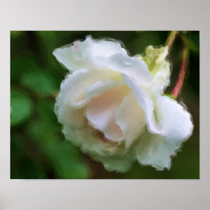 Poster d'art de la Fleur de Rose blanche