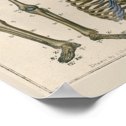 Poster d'art de l'anatomie de la colonne vertébral (Coin)