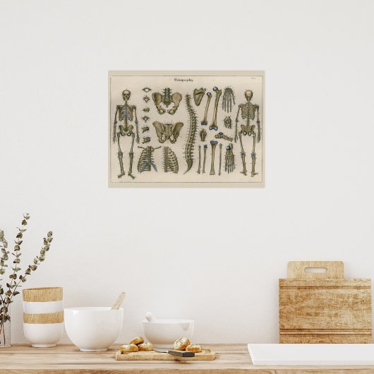 Poster d'art de l'anatomie de la colonne vertébral (Cuisine)