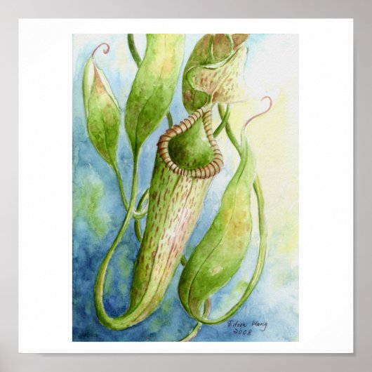 Poster d'art de l'aquarelle Borneo Nepenthes (Devant)