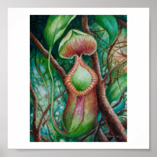 Poster d'art de Nepenthes Marcophylla Watercolor