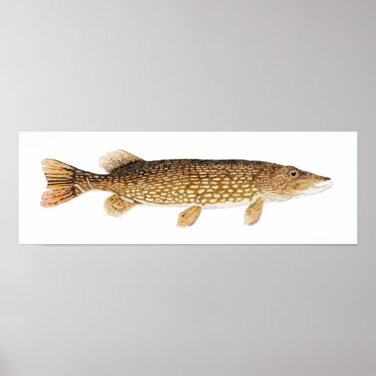 Poster d'art de Northern Pike (Devant)