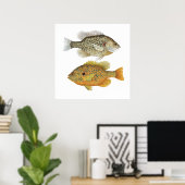 Poster d'art de poisson de soleil de Re & Pumpkins (Bureau à domicile)