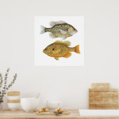 Poster d'art de poisson de soleil de Re & Pumpkins (Cuisine)