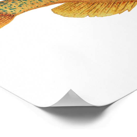 Poster d'art de poisson rouge (Coin)