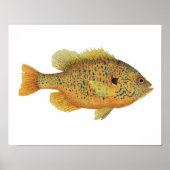 Poster d'art de poisson rouge (Devant)