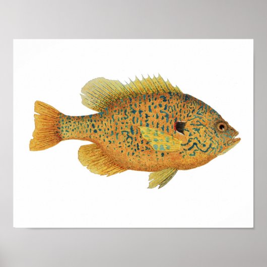 Poster d'art de poisson rouge (Devant)