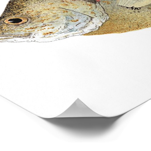 Poster d'art de poisson-soleil (Coin)