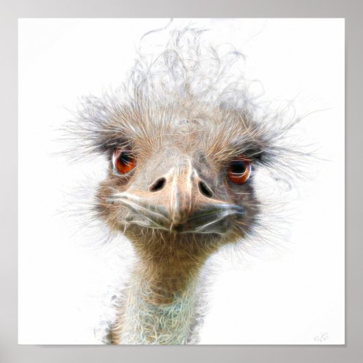Poster d'art de poulets Emu lumineux (Devant)