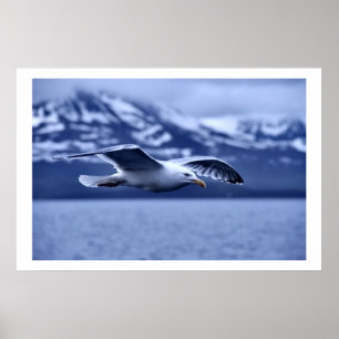 Poster d'art de Seagull in Flight Wildlife