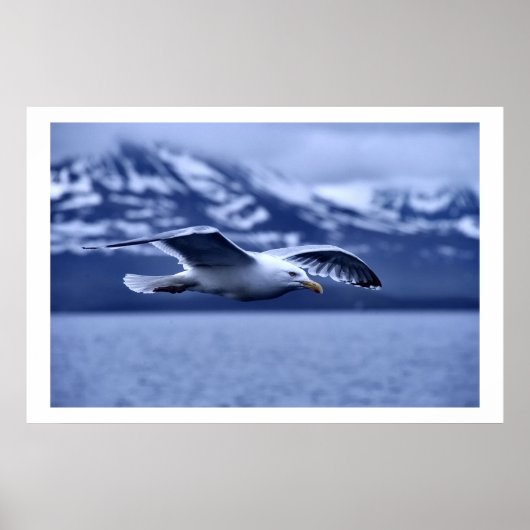 Poster d'art de Seagull in Flight Wildlife (Devant)