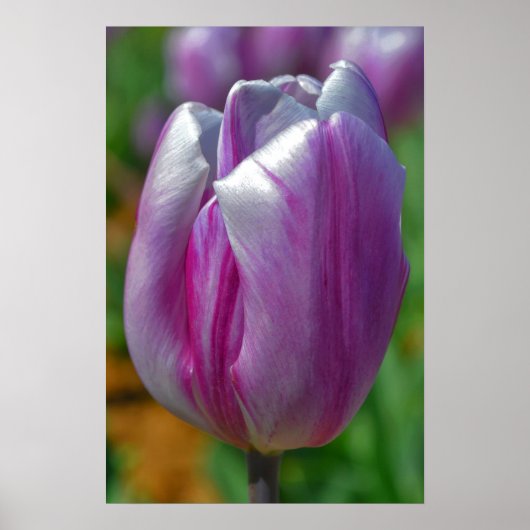 Poster d'art de Tulipe violette (Devant)